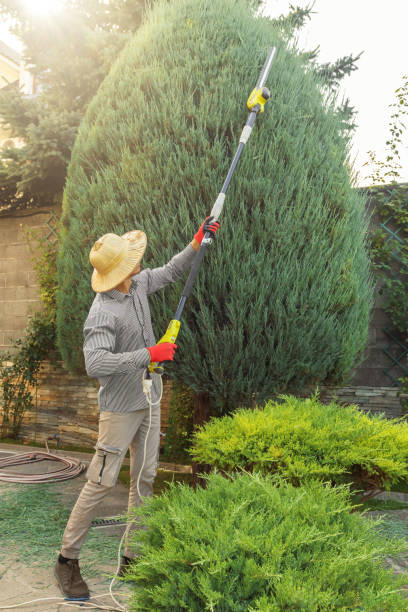 Best Tree Removal Services  in Dripping Springs, TX